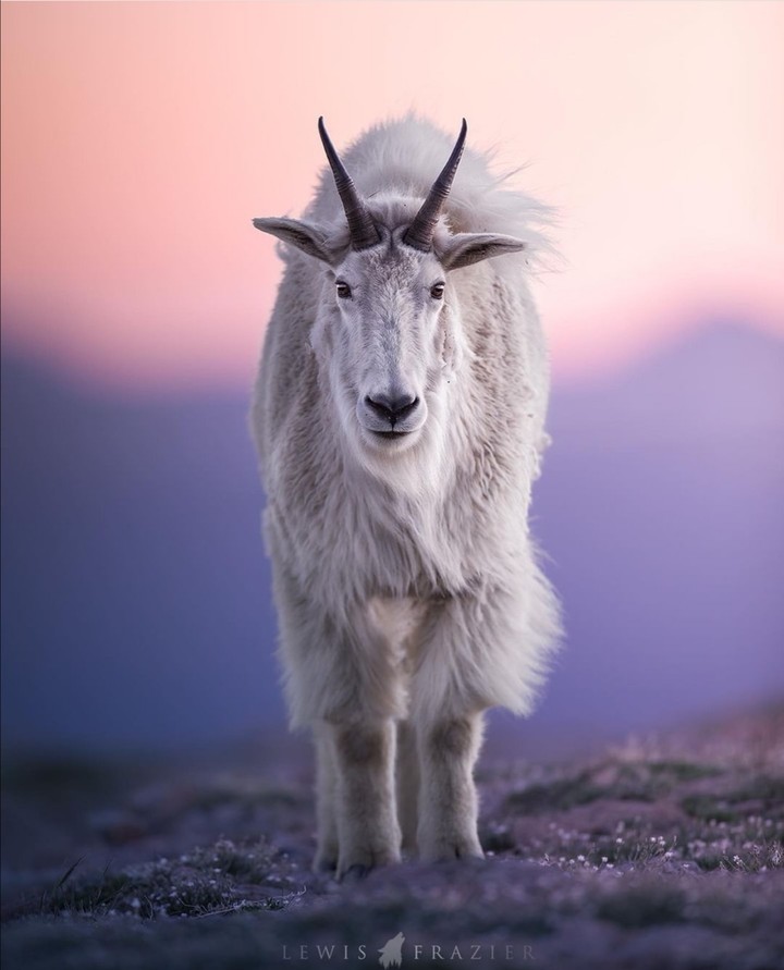 sheep