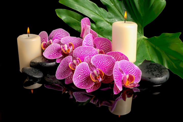 orchidea
