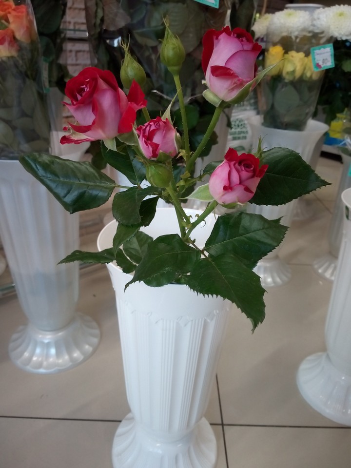 rose