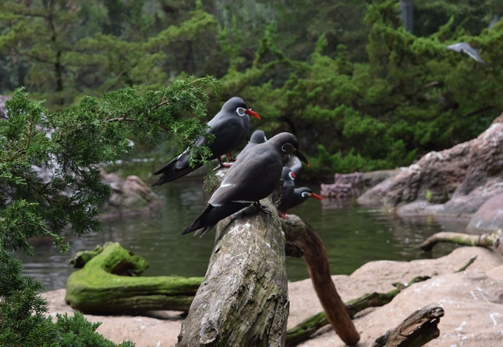 Inca Terns