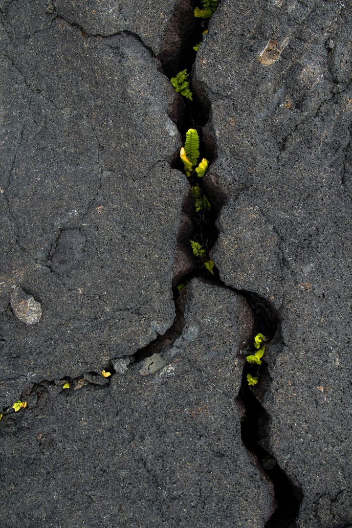 growth