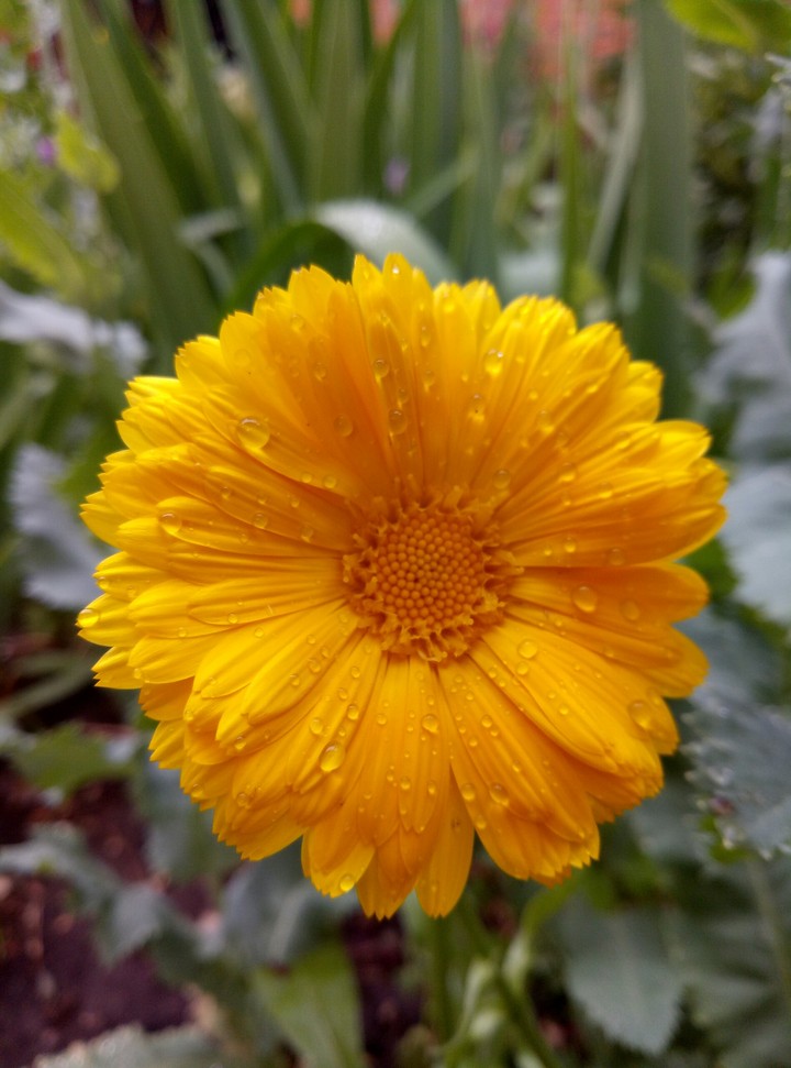Yellow flower