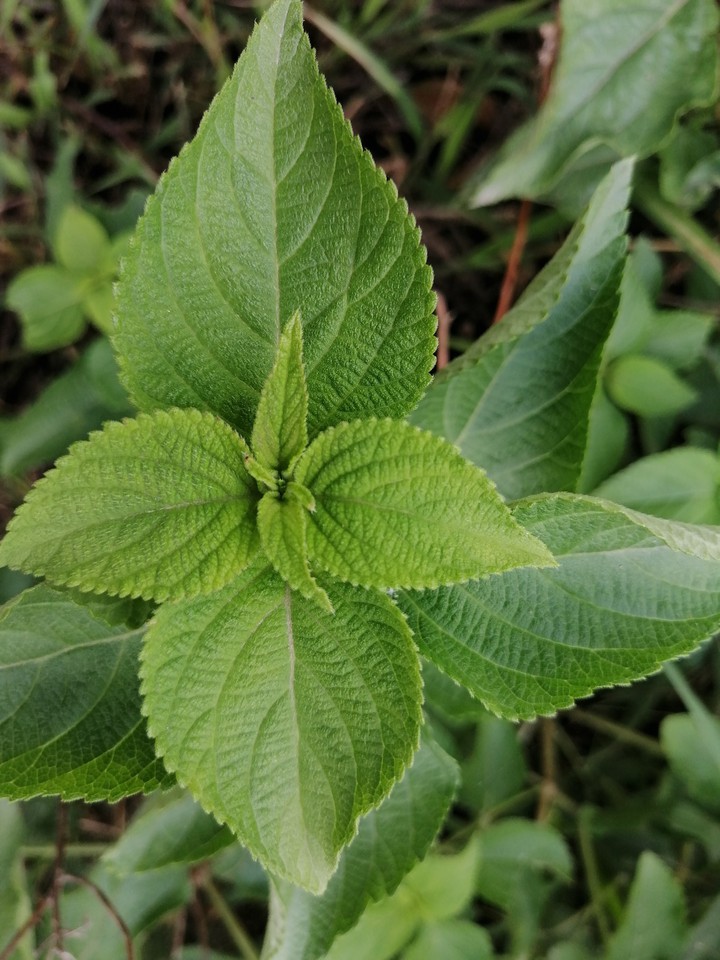 leaf