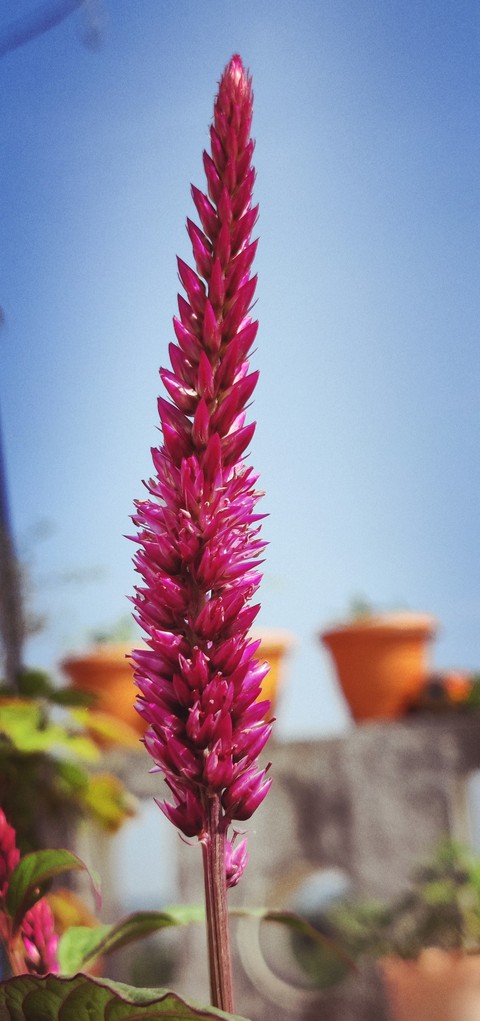 Red Velvate Flower