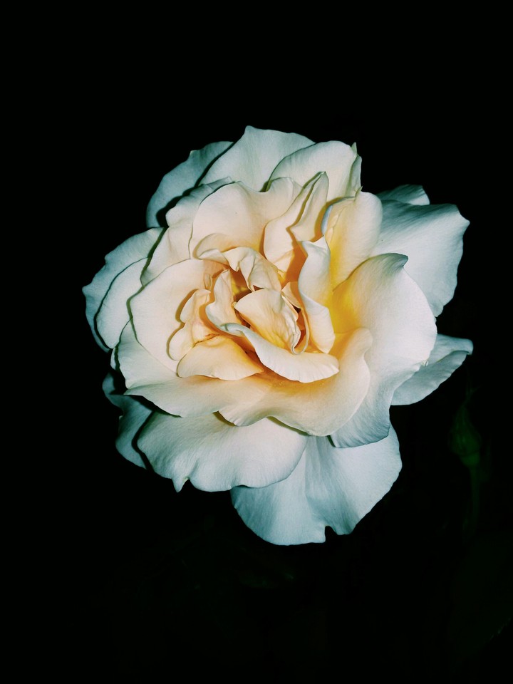 rose