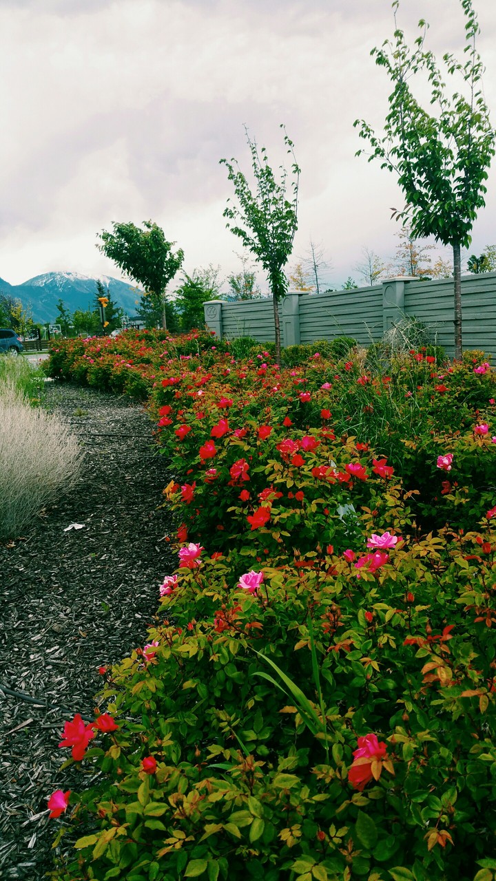Rose Garden