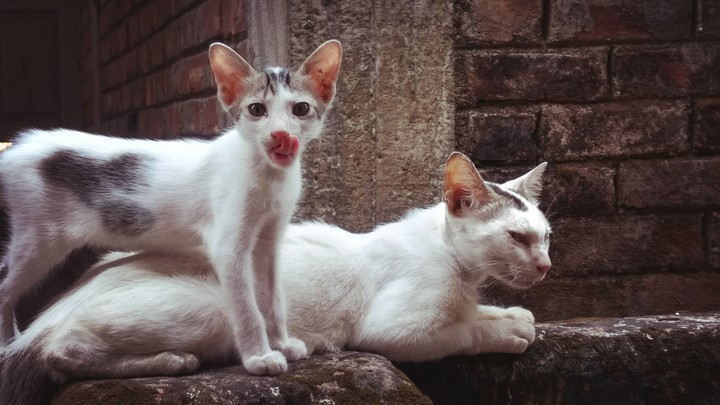 Meow Meow ❤️
