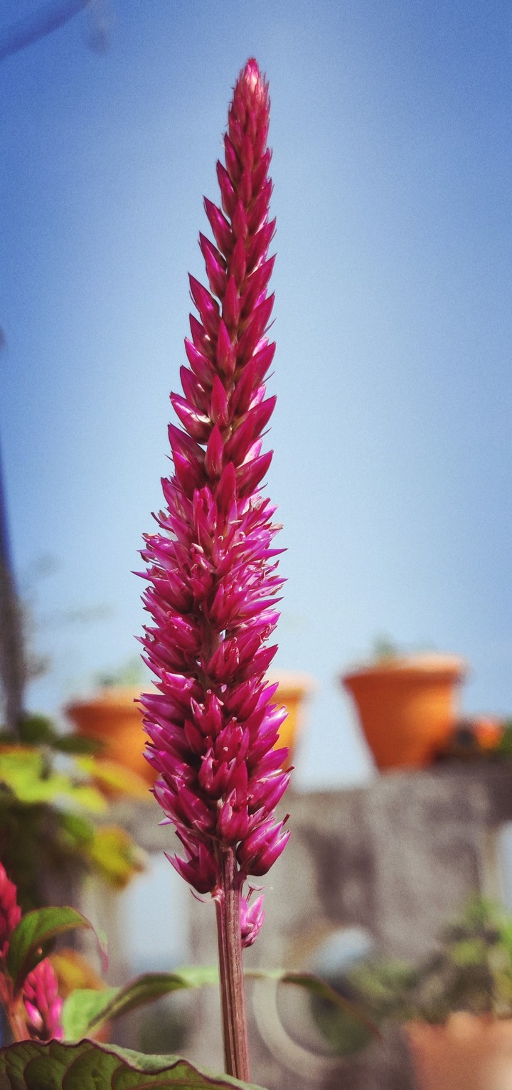 Red Velvate Flower