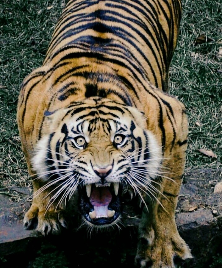 WILD LIFE