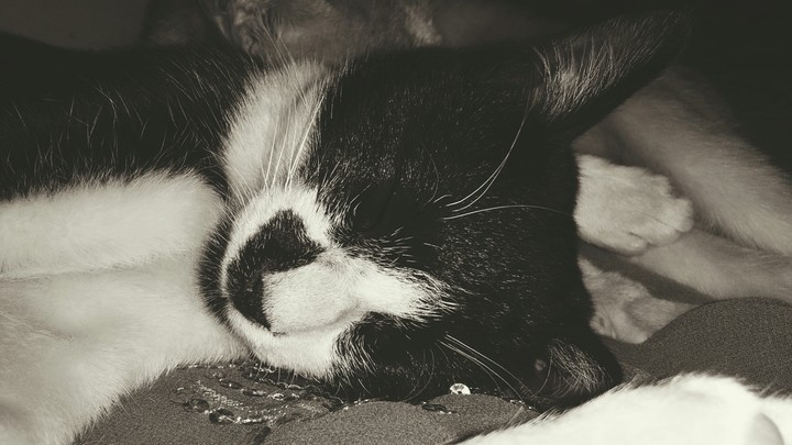 Sleeping Cat