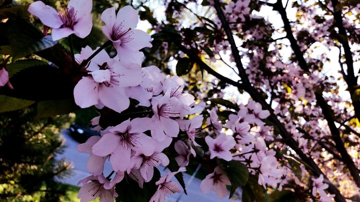 Sakura