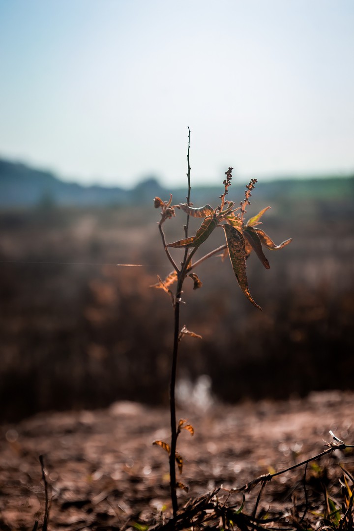 plant