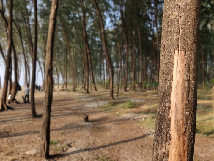 Forest
