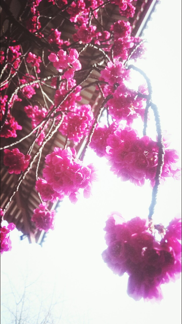 sakura