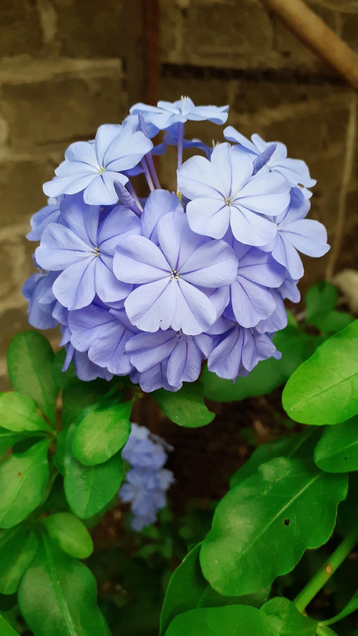 flor lila