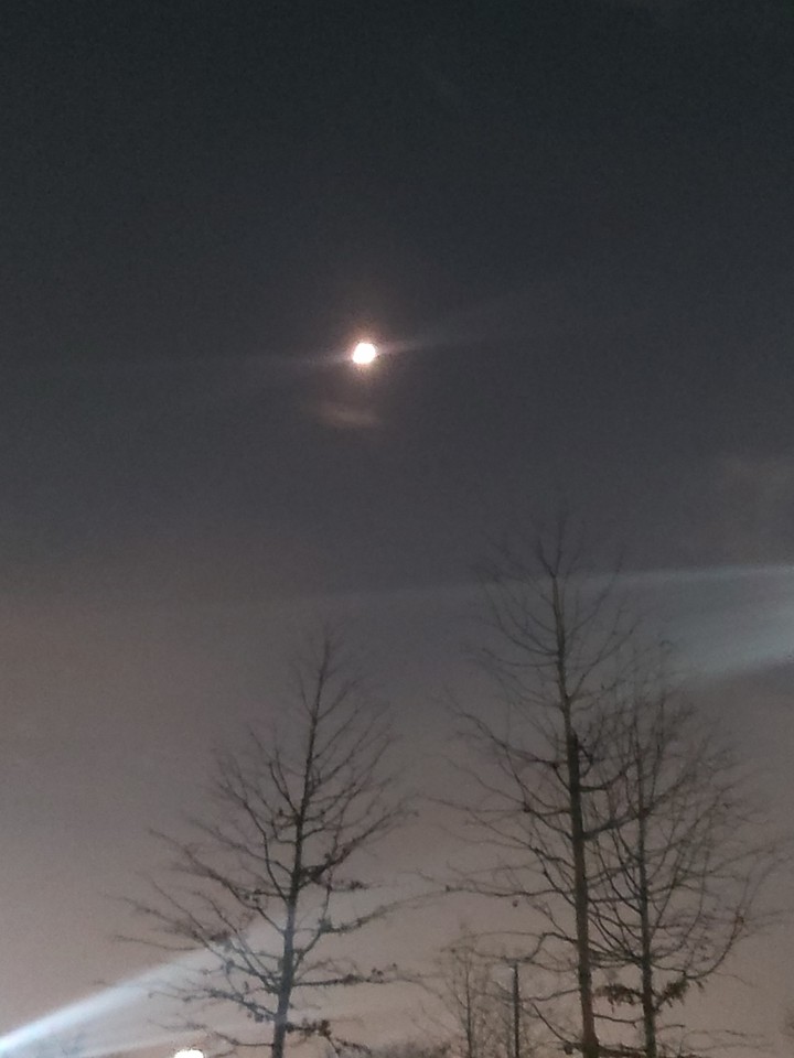 겨울이 되가는 모습인 나무