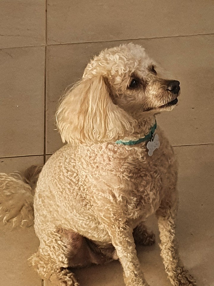 poddle Huguinho