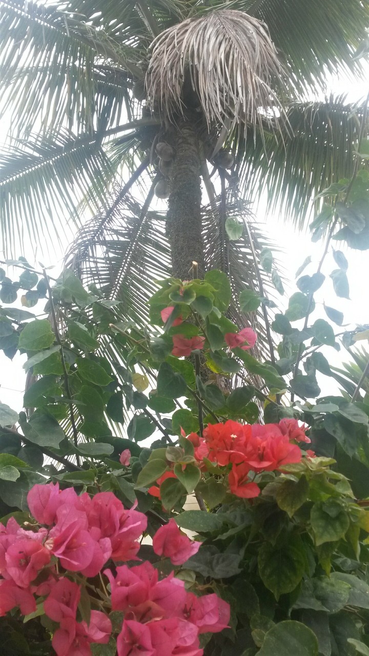 coconut tree