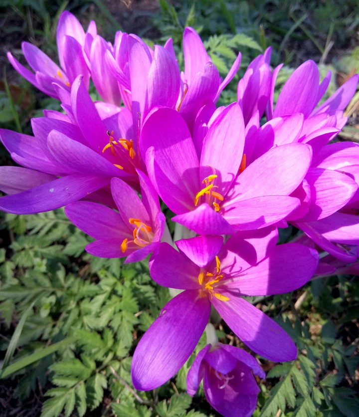 violet
