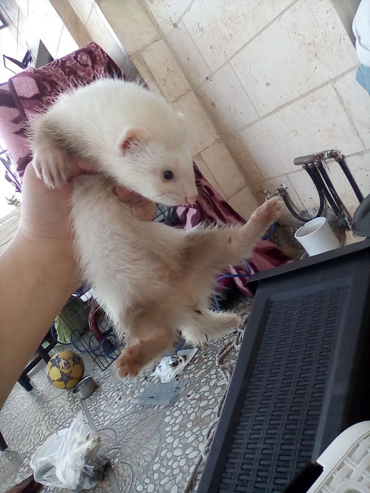 ferret