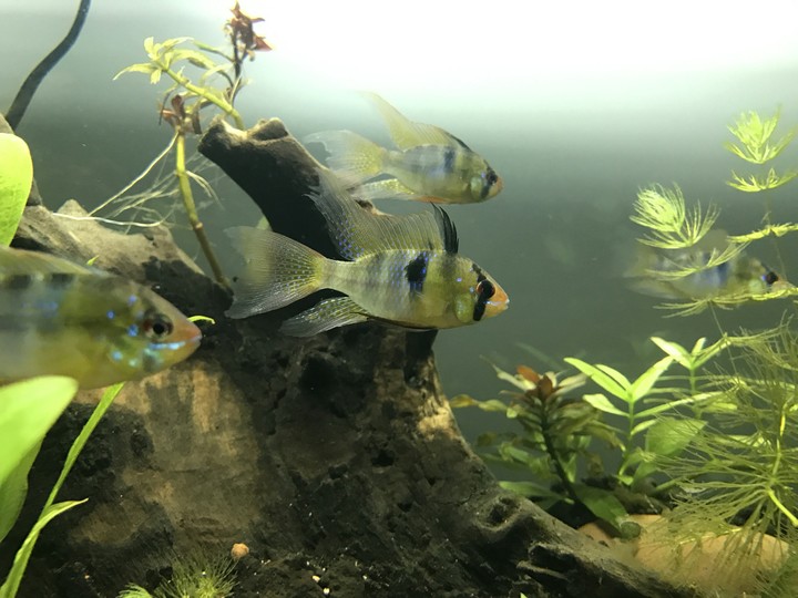 fish