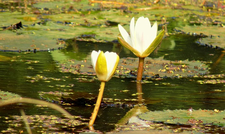 Lotus