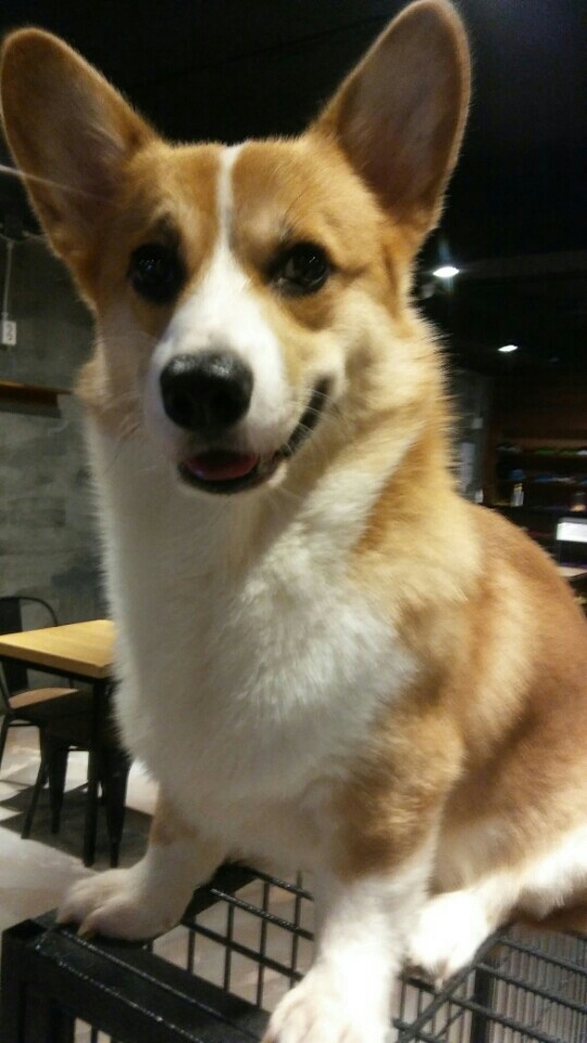 웰시코기