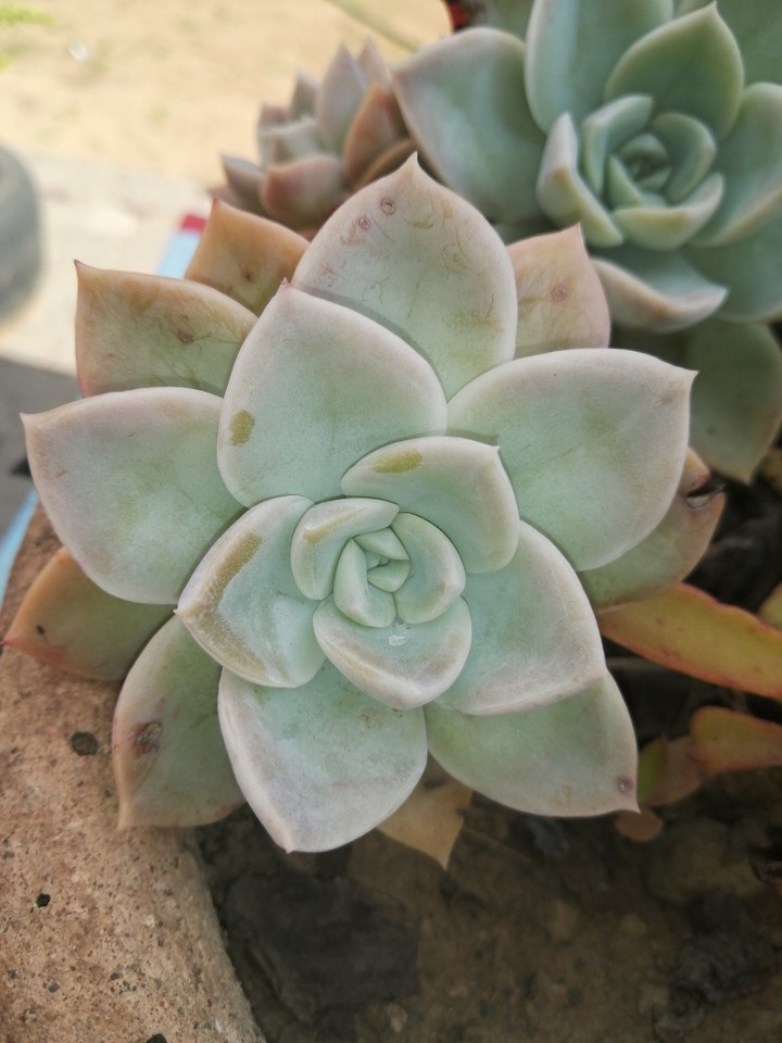 Plants