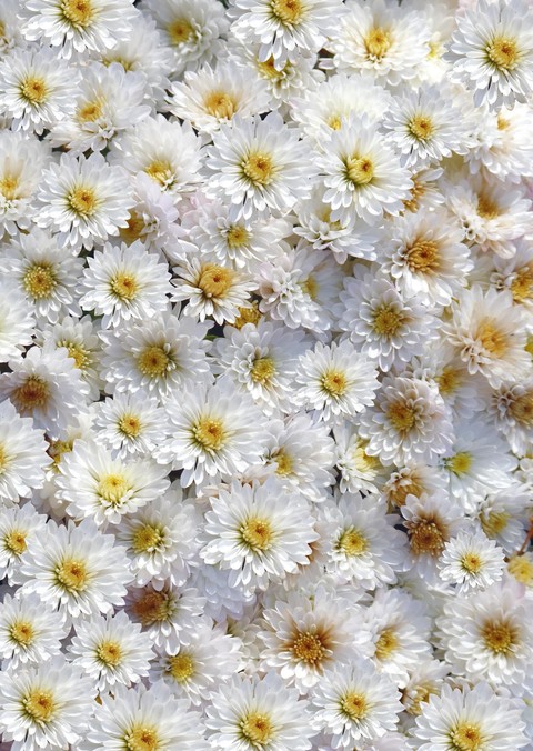 wildflower, Close-up wallpapers