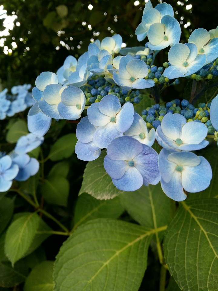 blue flower