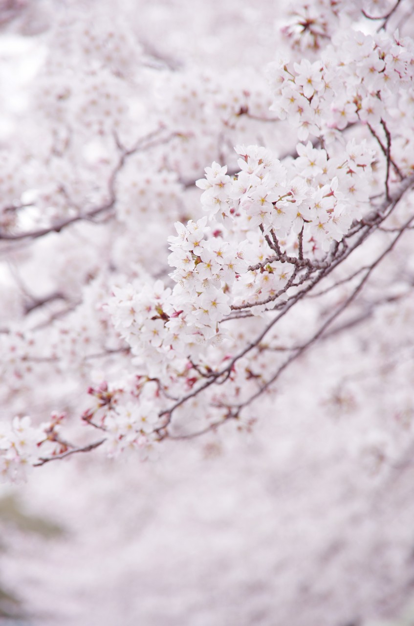 Cherry Blossom
