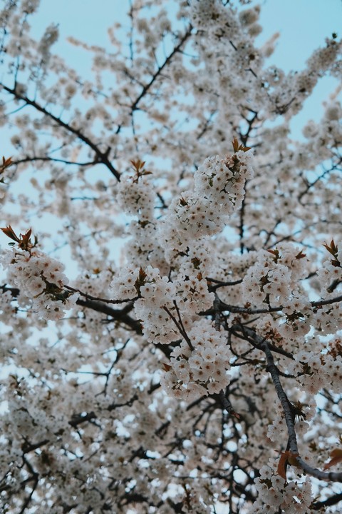 fonds d'écran prunus, Blossom
