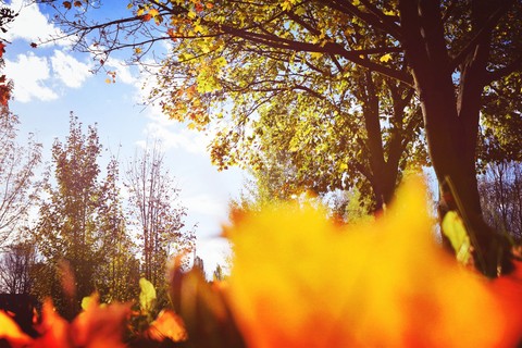 Fallen Autumn