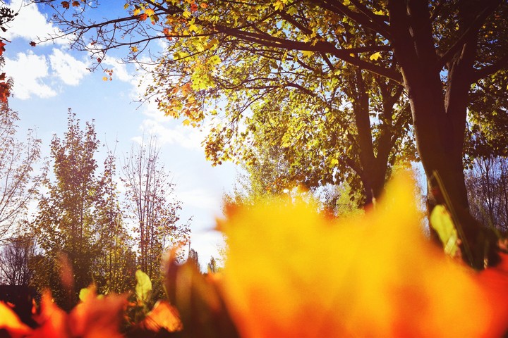 Fallen Autumn