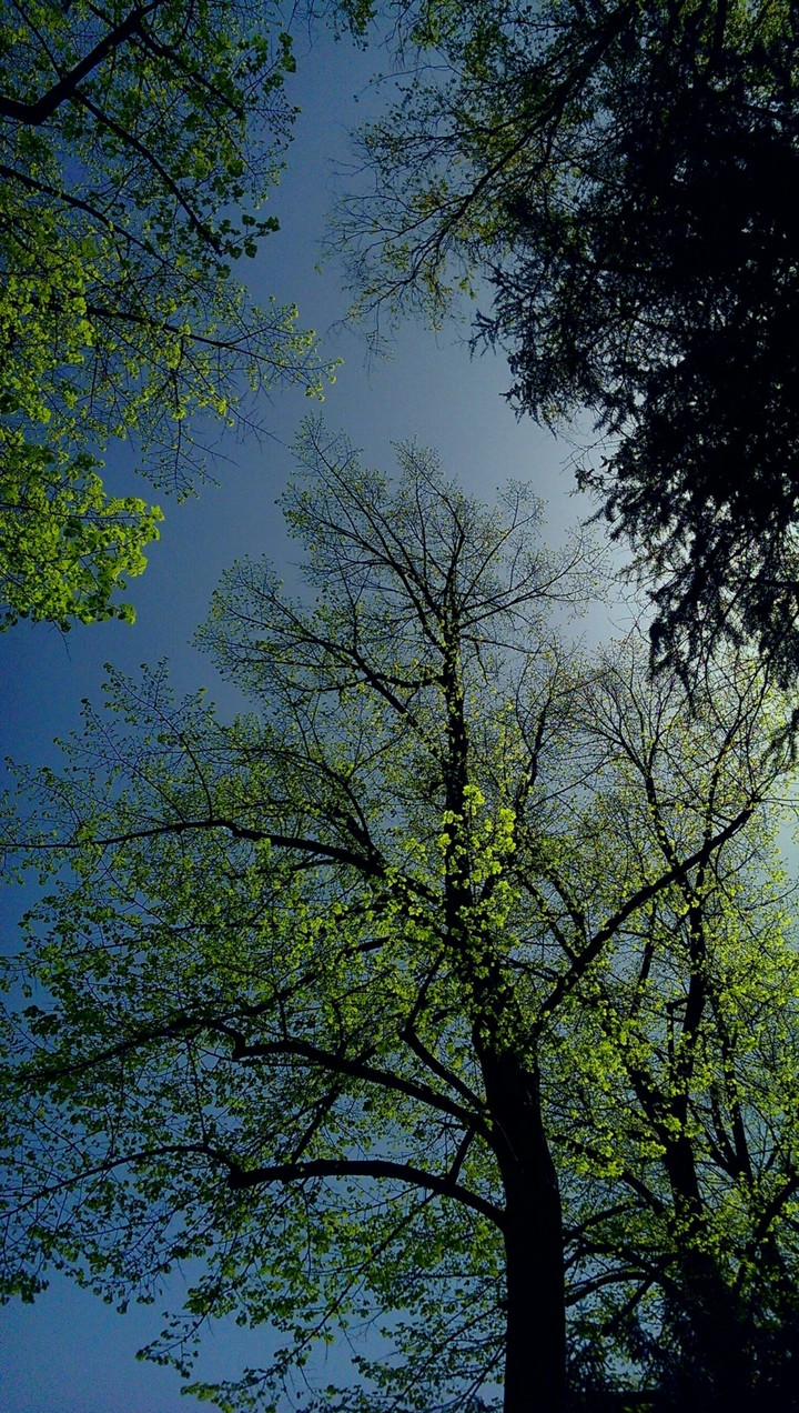 Trees
