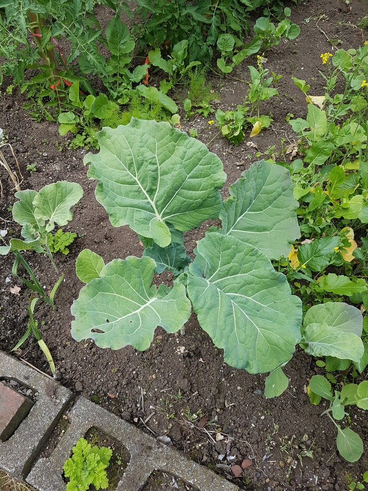 Kale ❤