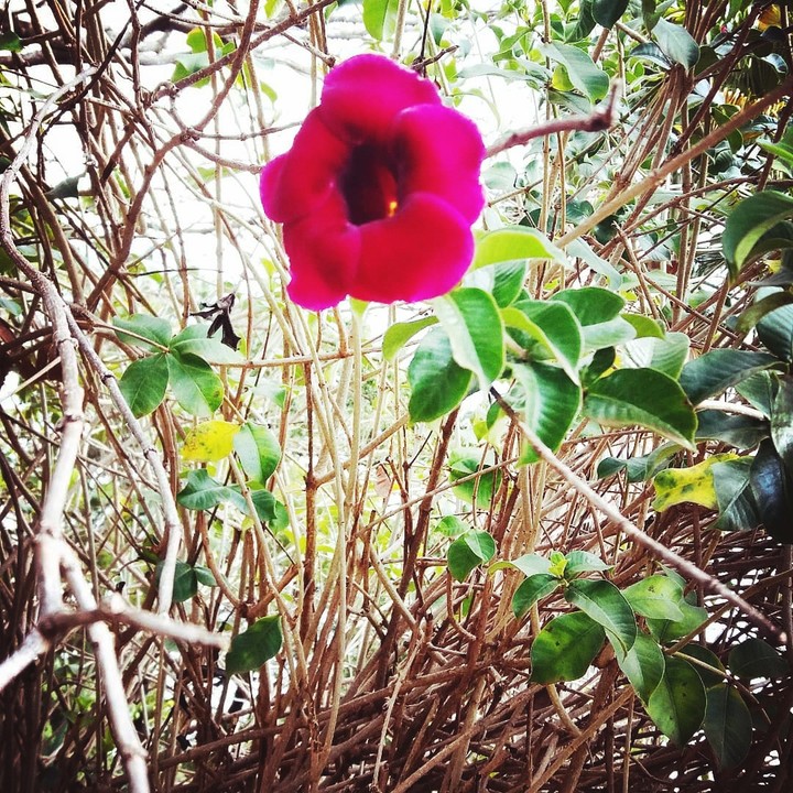 Bela flor de ourinhos