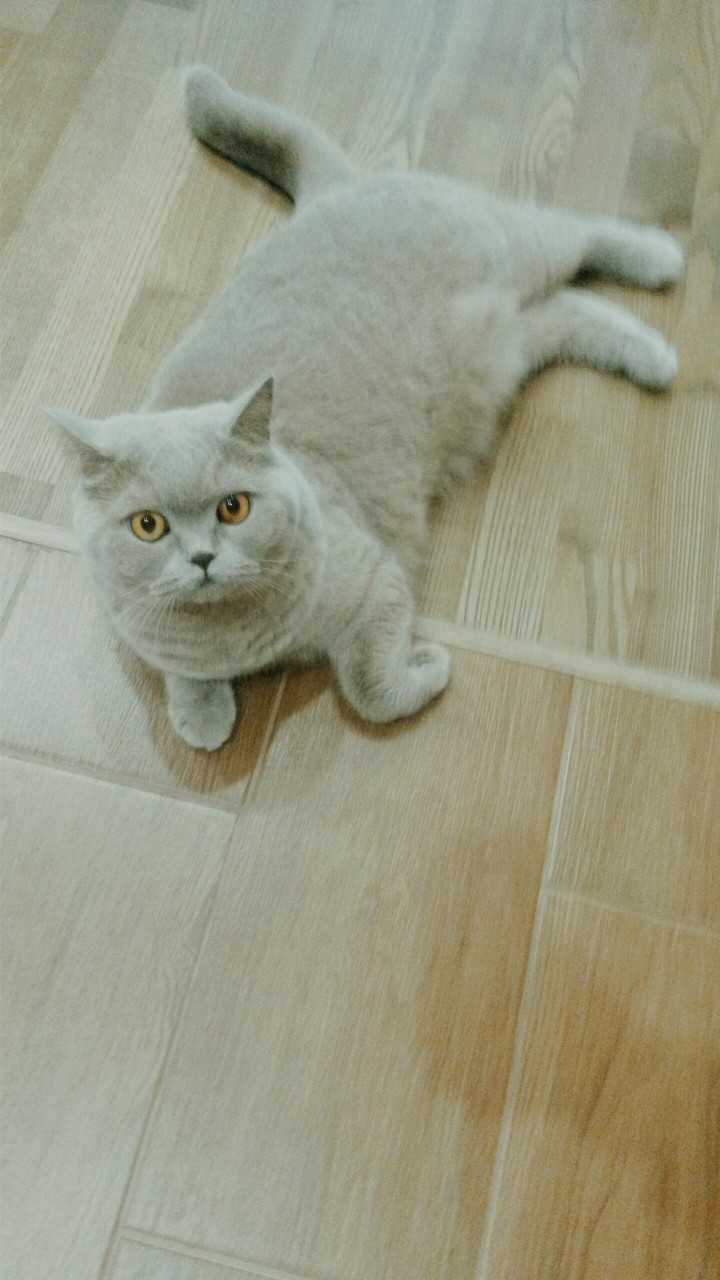 mi cat love