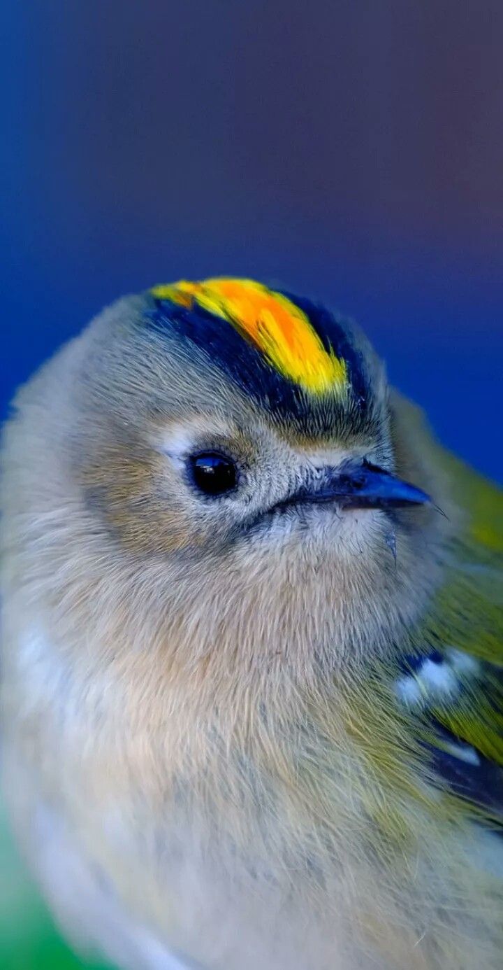bird
