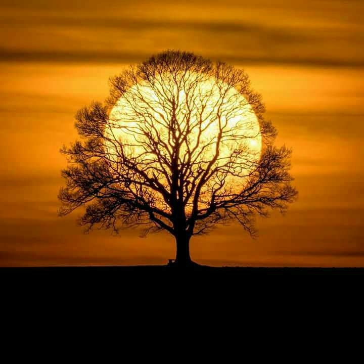 Sun hiddin behind the tree
