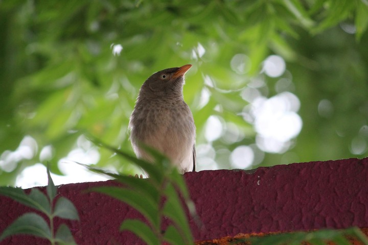 birds