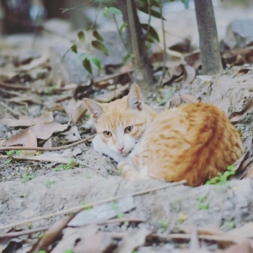 My wild meow....