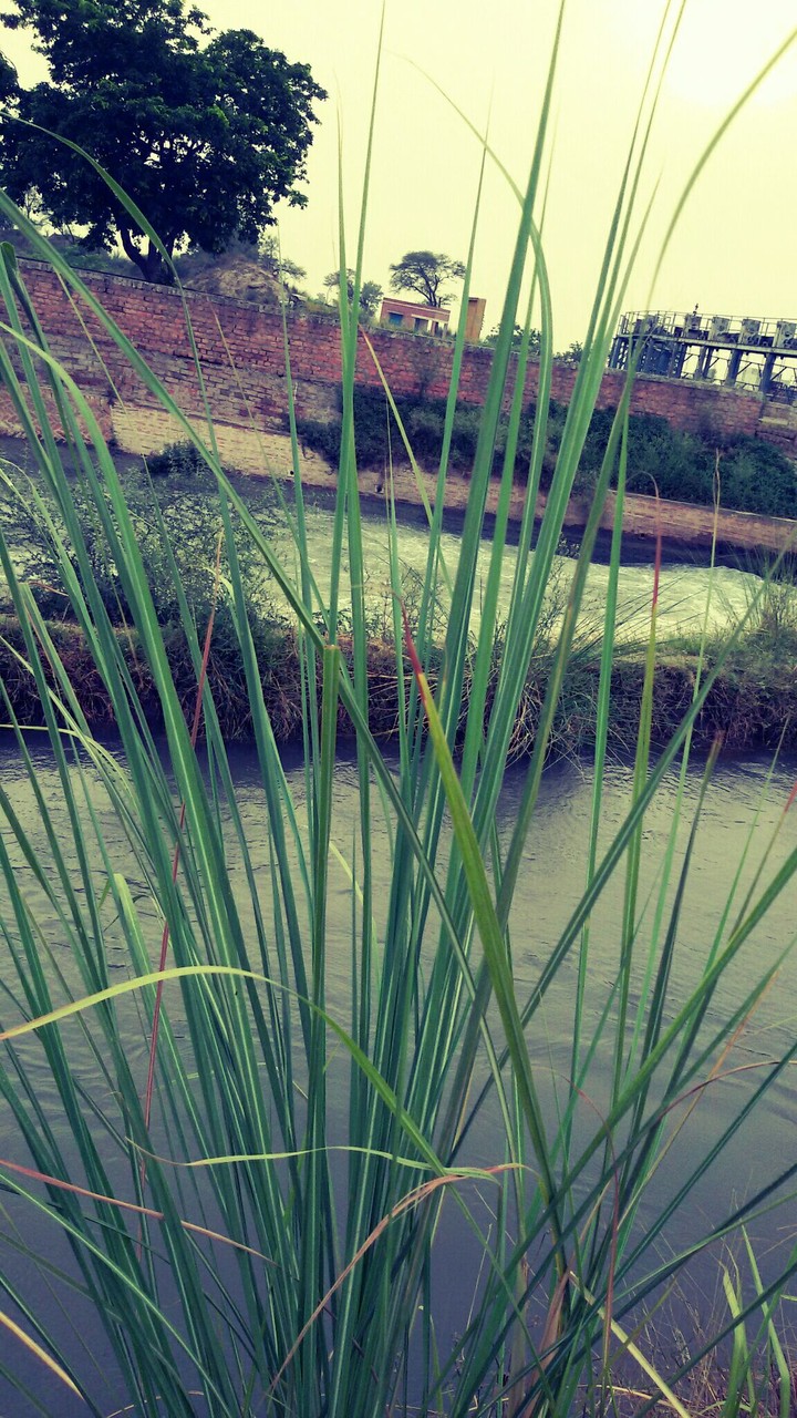 #canal #weed #dam #homecity