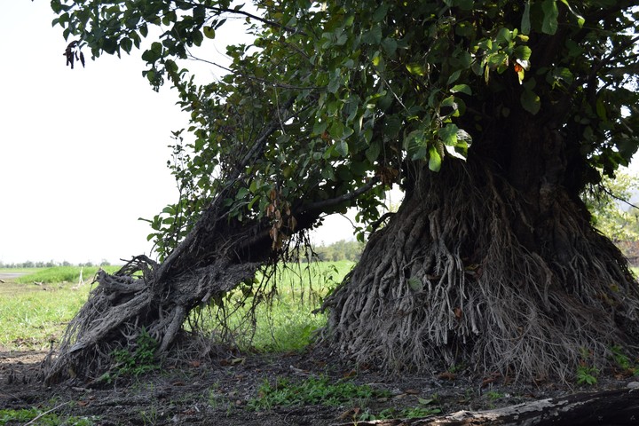 nature