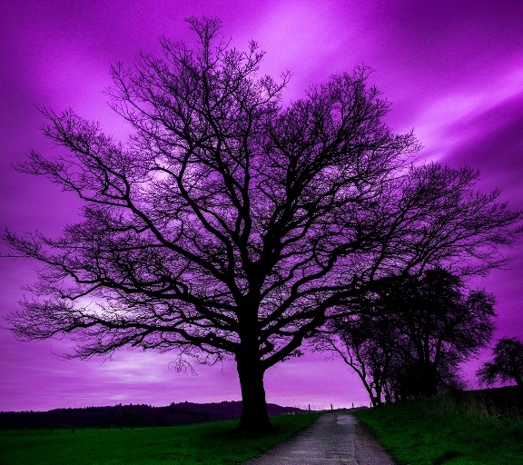 purple tree