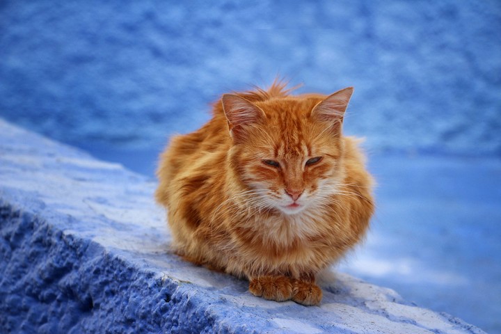 Cat