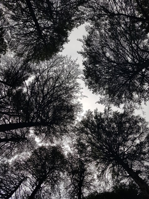 deodar