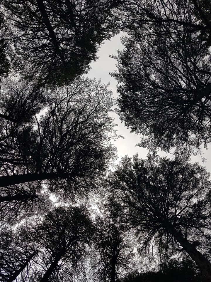 deodar
