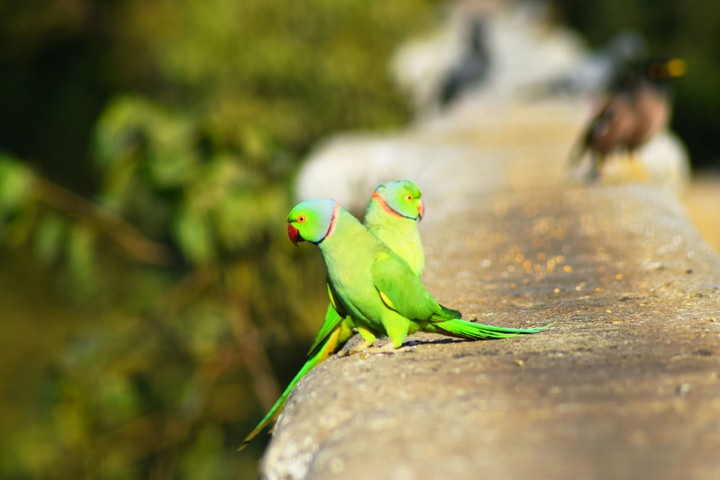 parrot couple