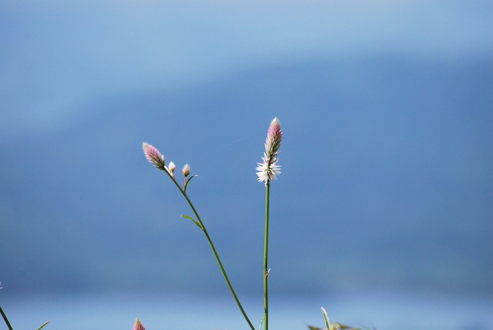 nature
